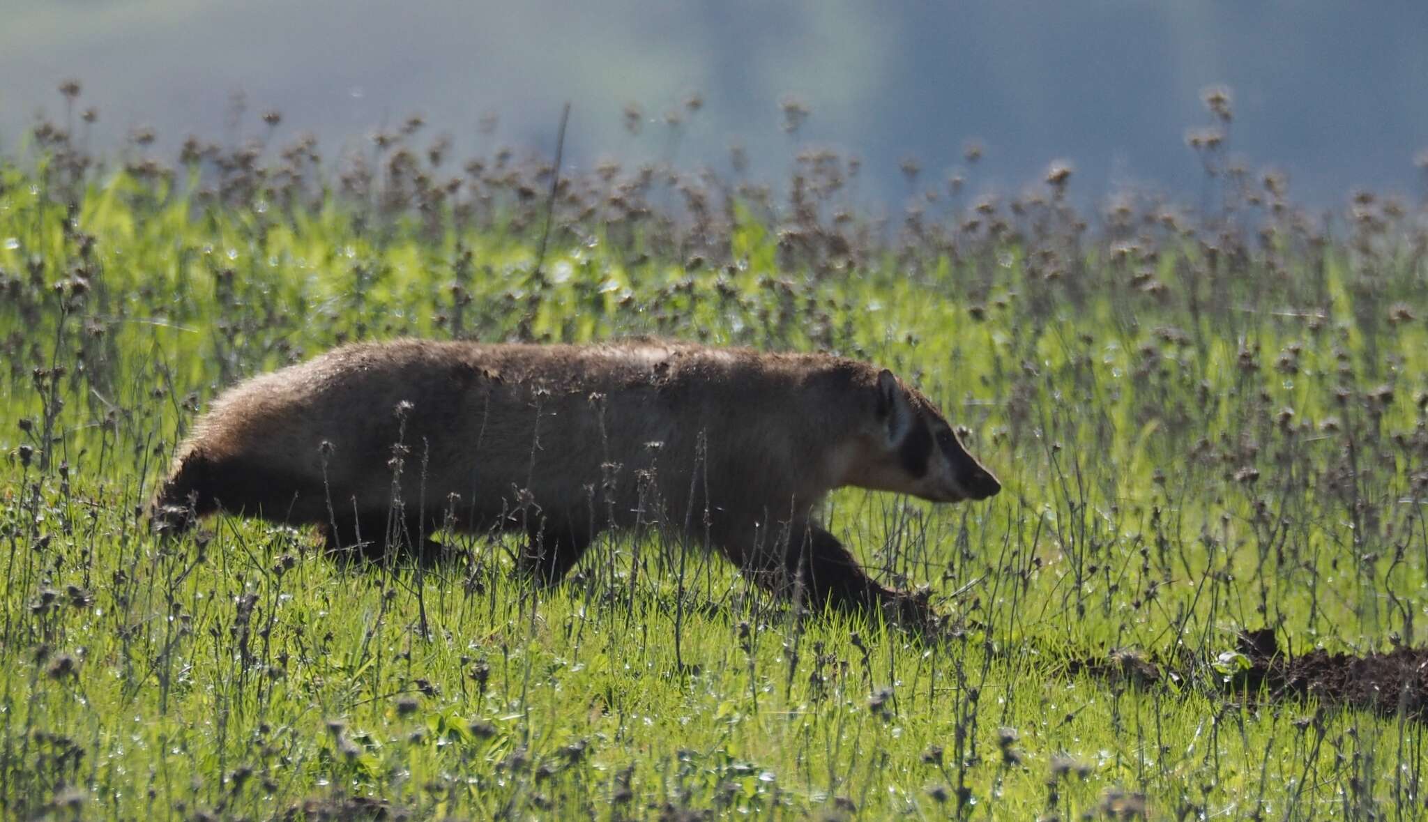 Image of badger