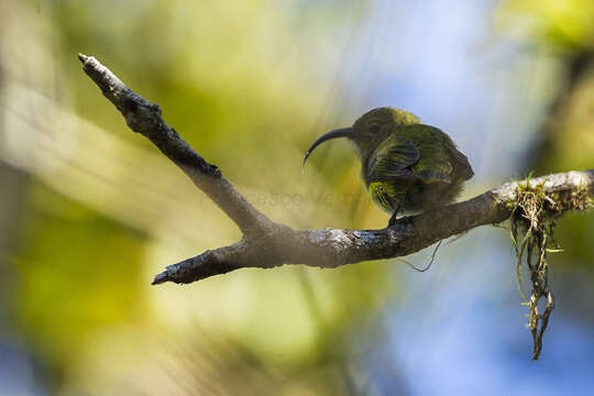 Image of Small-billed Asity