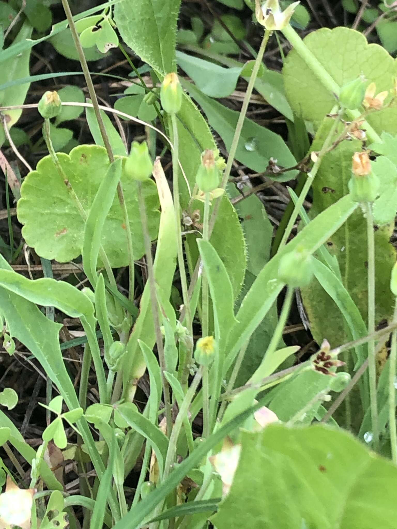 Image of Dwarf Dandelion