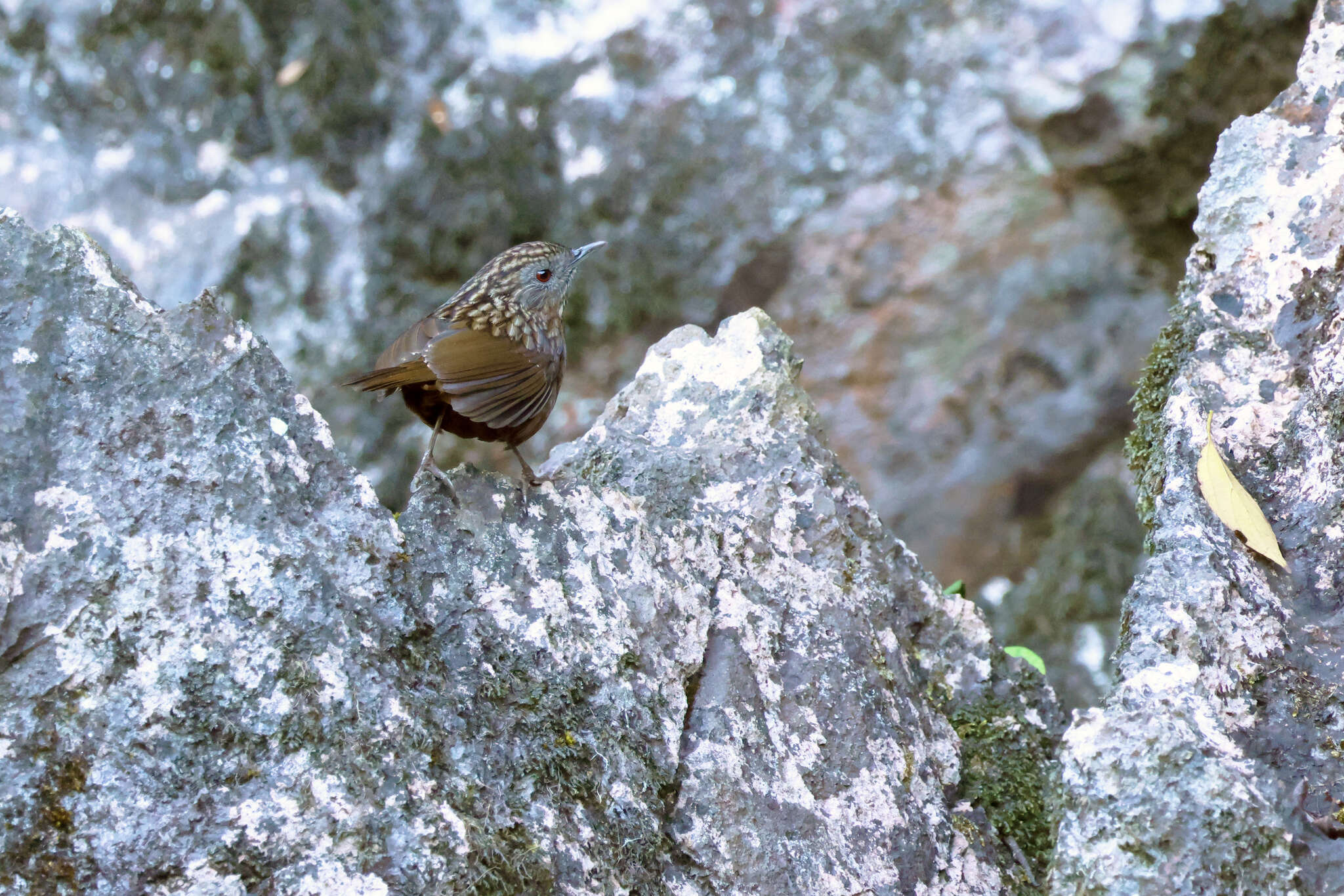 Image of Streaked Wren-Babbler