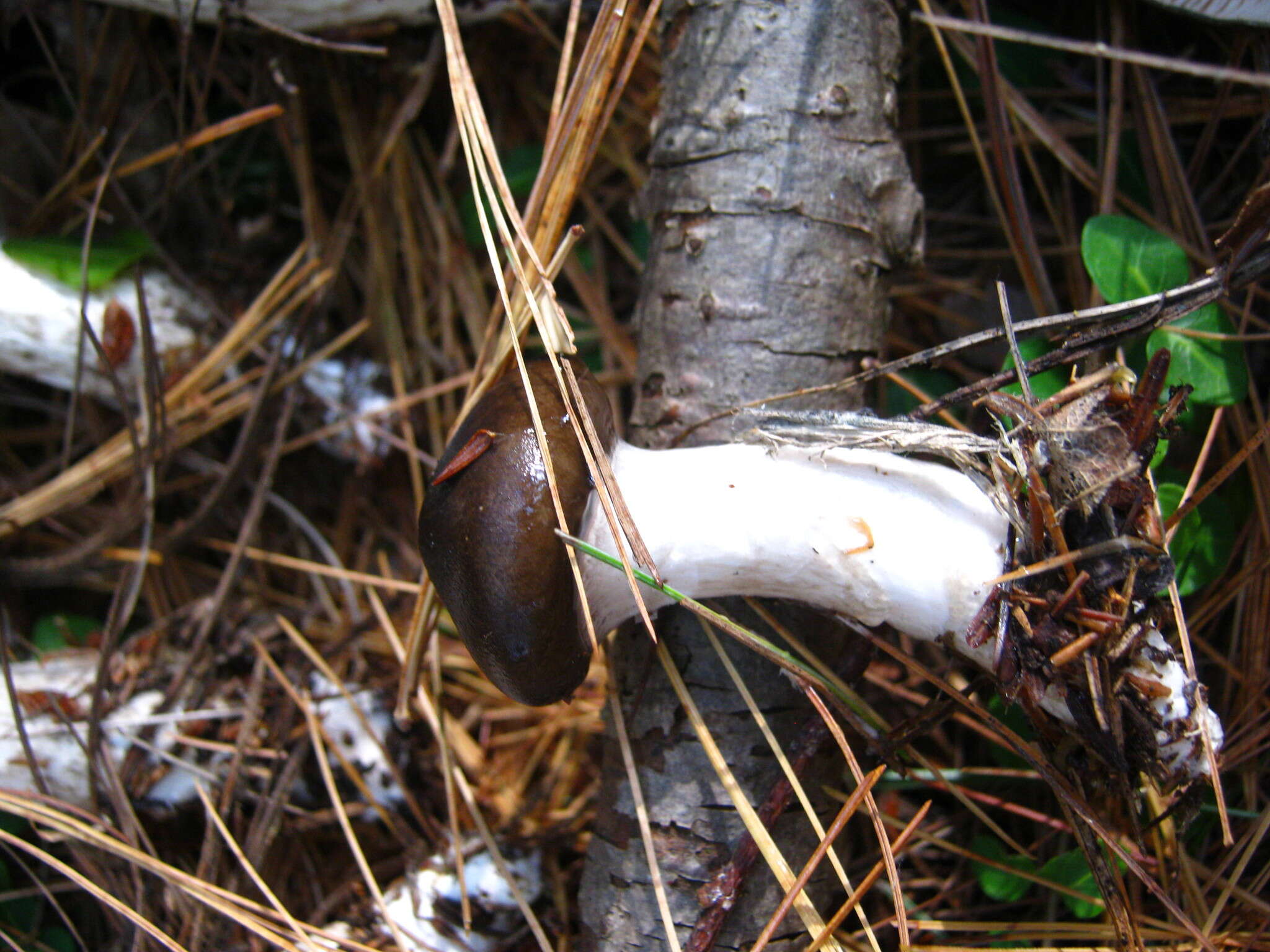 Слика од Hygrophorus fuligineus Frost 1884