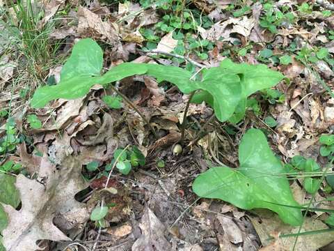 Imagem de Hexastylis arifolia var. ruthii (Ashe) H. L. Blomq.