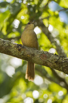 Image of Rufous-fronted Thornbird