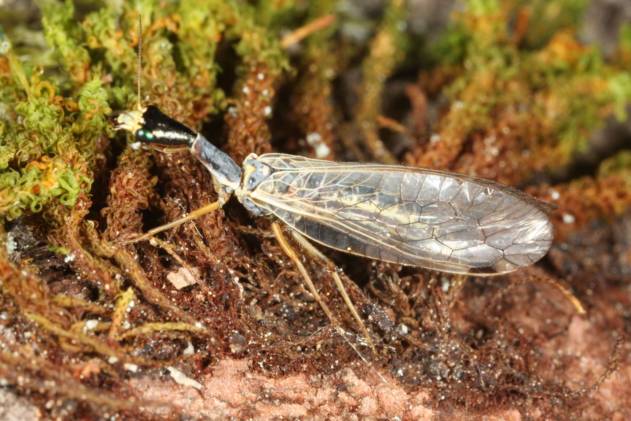 Image of Ornatoraphidia flavilabris (A. Costa 1855)