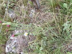 Image of Noticastrum gnaphalioides (Baker) Cuatrec.