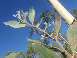 Слика од Acacia holosericea A. Cunn. ex G. Don