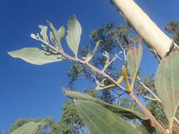 Image of candelabra wattle