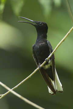 Image de Colibri demi-deuil