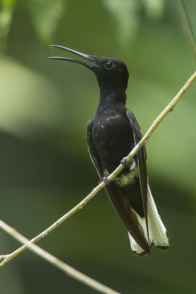 صورة Florisuga fusca (Vieillot 1817)