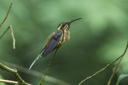 Phaethornis squalidus (Temminck 1822) resmi