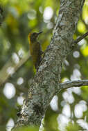 Image of Yellow-eared Woodpecker