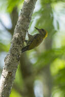 Image of Yellow-eared Woodpecker