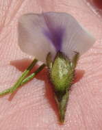 Image of Psoralea kougaensis