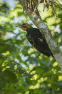 Image of Blond-crested Woodpecker