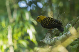 Image of Blond-crested Woodpecker