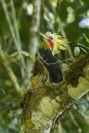 Image of Blond-crested Woodpecker