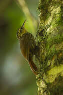 Image of Lesser Woodcreeper