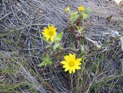 Image of Osteospermum ilicifolium L.