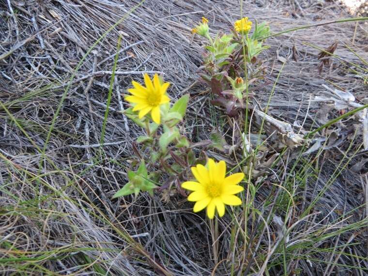 Image of Osteospermum ilicifolium L.