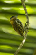 Image of Ochre-collared Piculet