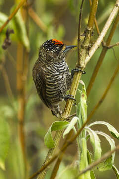 Image of White-barred Piculet