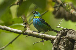 Image of Green-headed Tanager