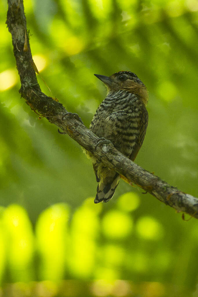 Image of Ochre-collared Piculet