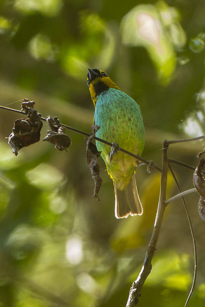 Image of Gilt-edged Tanager