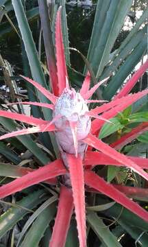 Image of Bromelia balansae Mez