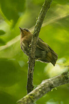 Image of Rufous Gnateater