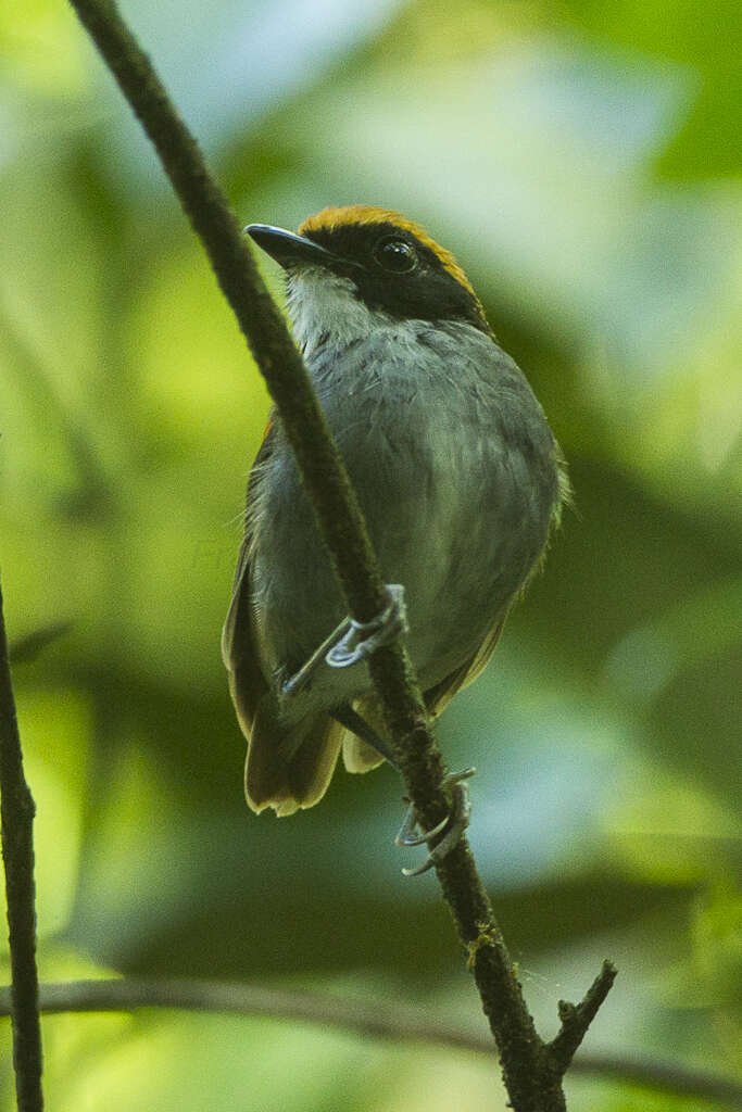 Image of Black-cheeked Gnateater