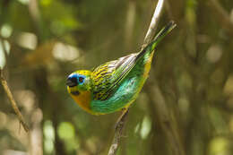 Image of Brassy-breasted Tanager