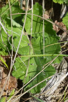 Image of Pelargonium lobatum (Burm. fil.) L'Her.