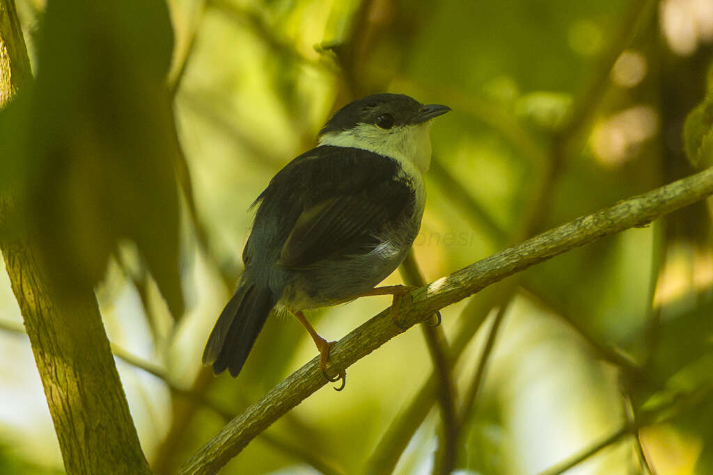 Image of White-bearded Manakin