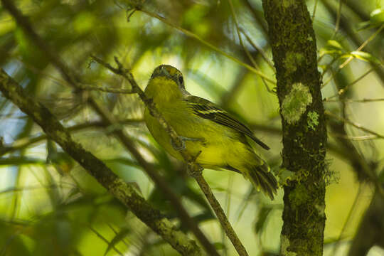 Piprites chloris (Temminck 1822)的圖片