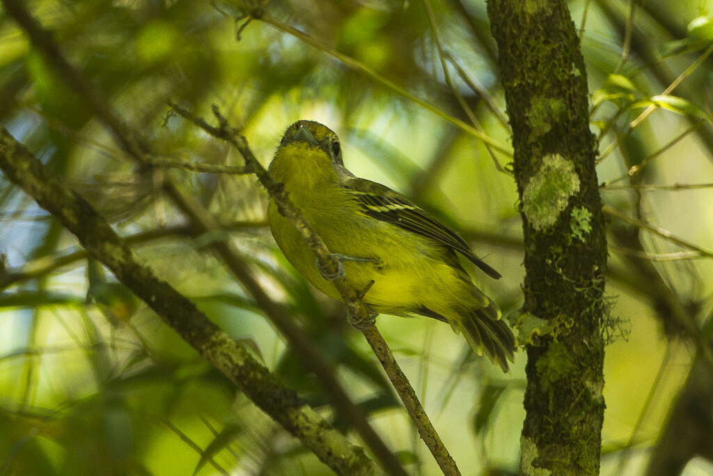 Image of Wing-barred Piprites