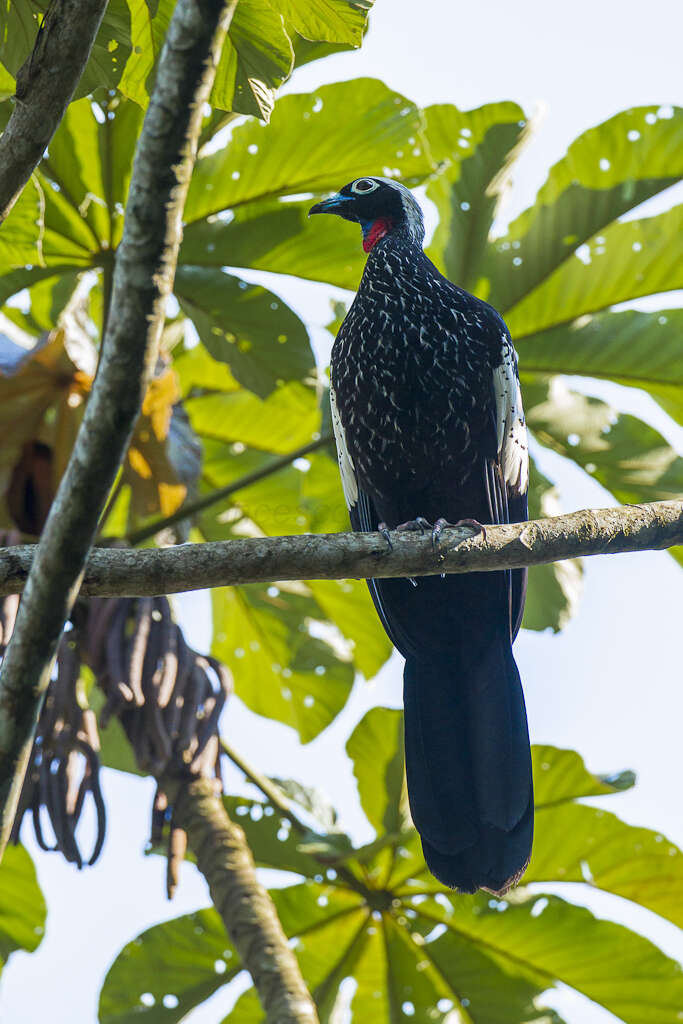 Image of Black Fronted Curassow