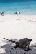 Image of Andros Island Iguana