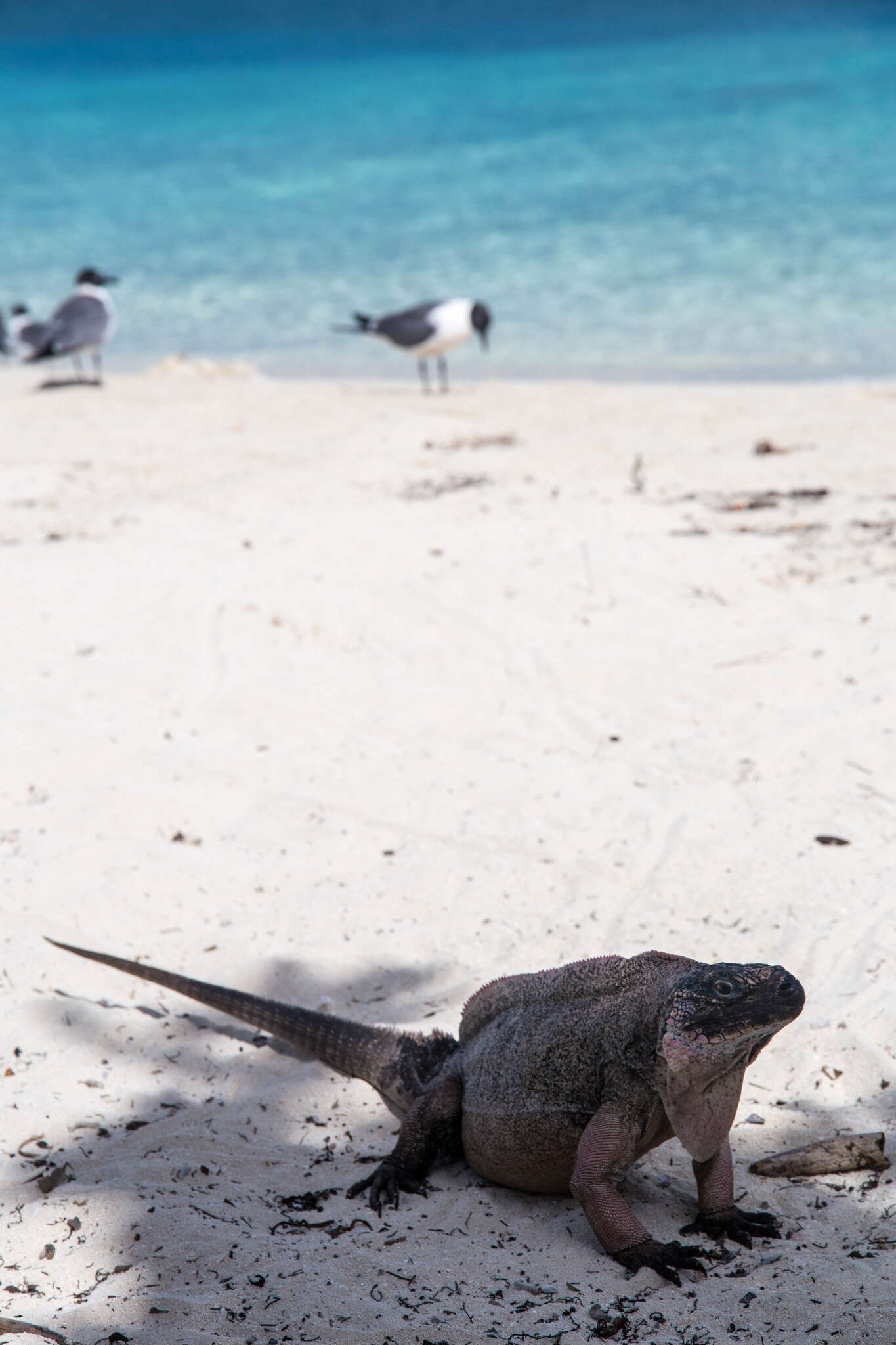 Image of Andros Island Iguana