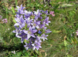 Image of Campanula macrostachya Waldst. & Kit. ex Willd.