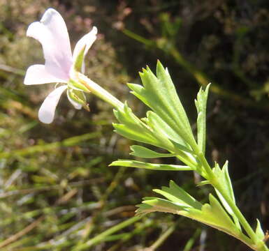 Image of Pelargonium ternatum (L. fil.) Jacq.