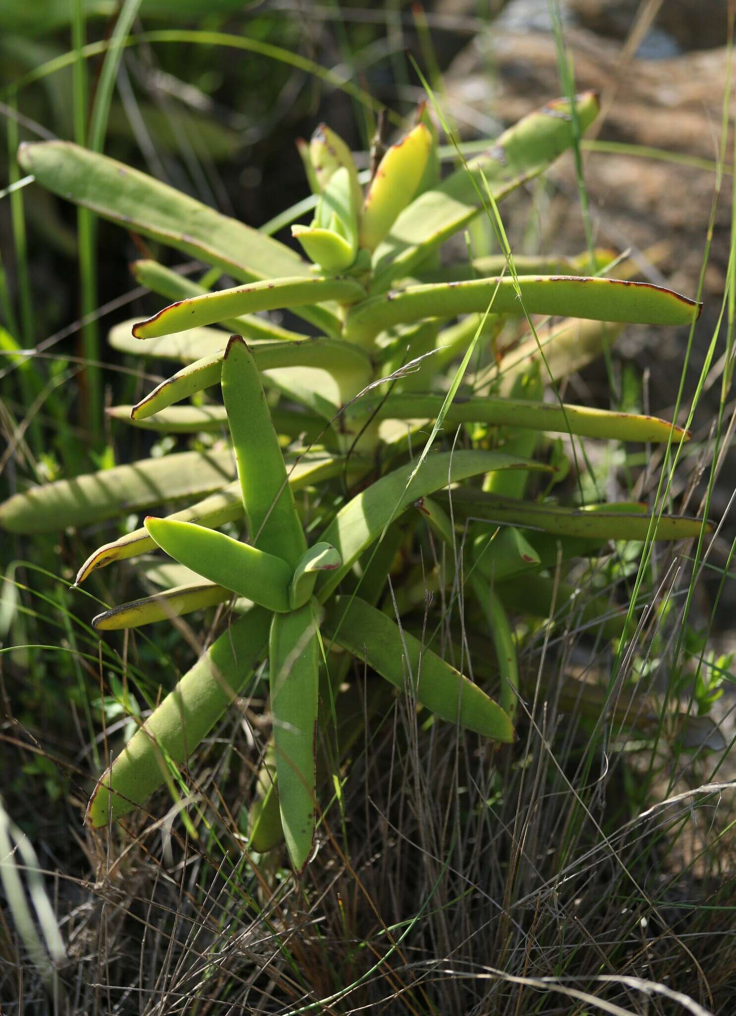 Image of Crassula perfoliata var. heterotricha (Schinz) Tölken