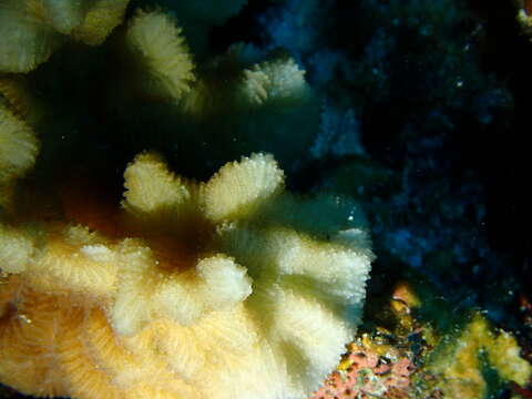 Image of crispy crust coral