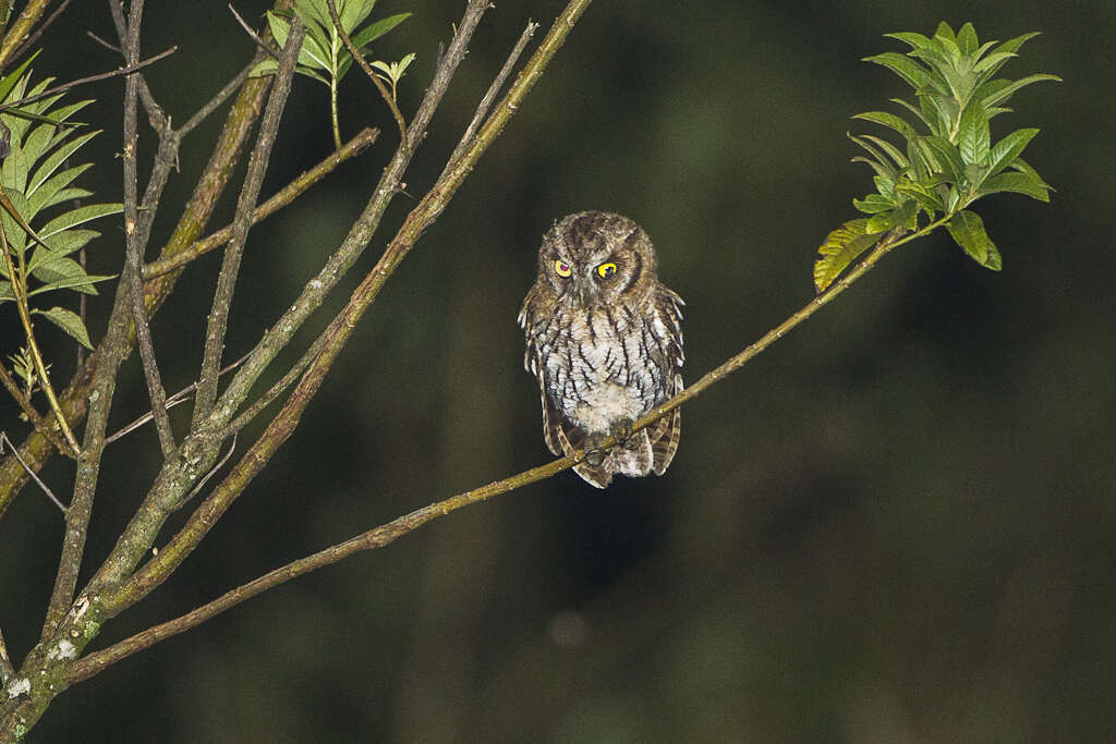 Image of Tropical Screech Owl