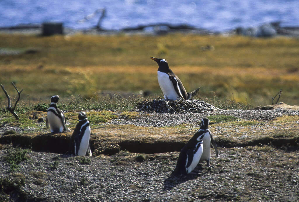 Image of Gentoo Penguin