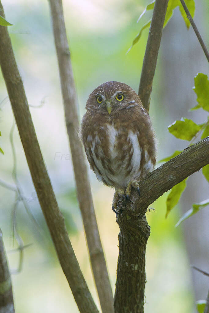 Image of Ferruginous Pygmy Owl