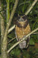 Image of Tawny-browed Owl