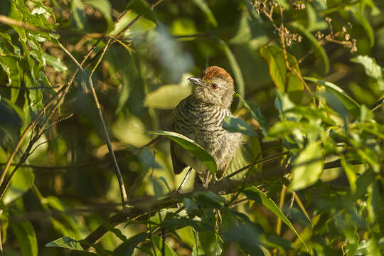 Image of Rufous-capped Antshrike