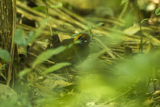 Image of Rufous-capped Antthrush