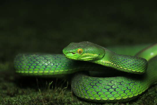 Image of Nepal pitviper